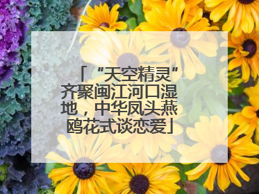 “天空精灵”齐聚闽江河口湿地，中华凤头燕鸥花式谈恋爱
