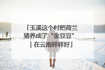 玉溪这个村把荷兰猪养成了“金豆豆”｜在云南样样好