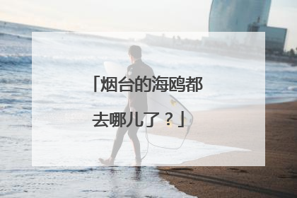 烟台的海鸥都去哪儿了？