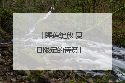 睡莲绽放 夏日限定的诗意