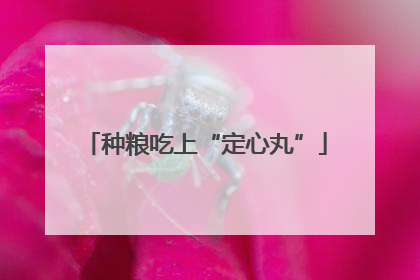 种粮吃上“定心丸”