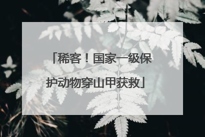 稀客！国家一级保护动物穿山甲获救