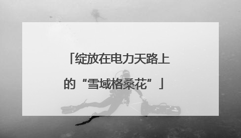 绽放在电力天路上的“雪域格桑花”