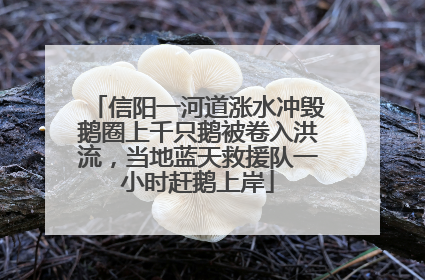 信阳一河道涨水冲毁鹅圈上千只鹅被卷入洪流，当地蓝天救援队一小时赶鹅上岸