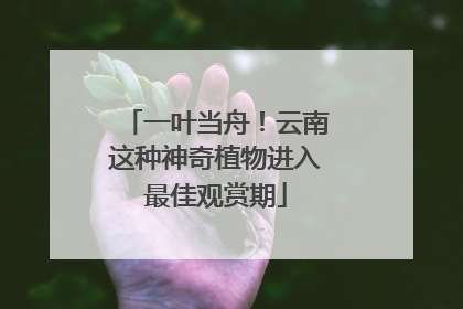 一叶当舟！云南这种神奇植物进入最佳观赏期