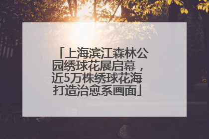 上海滨江森林公园绣球花展启幕，近5万株绣球花海打造治愈系画面