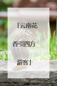 云南花香引四方游客