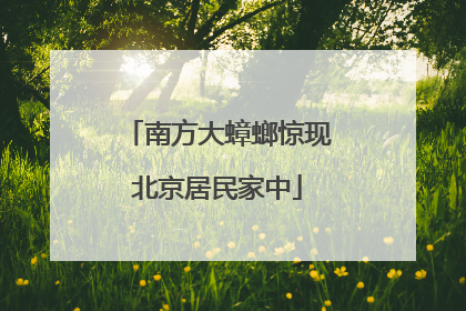 南方大蟑螂惊现北京居民家中
