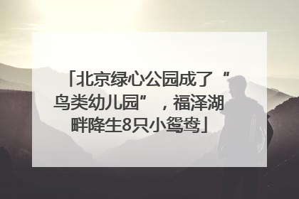 北京绿心公园成了“鸟类幼儿园”，福泽湖畔降生8只小鸳鸯