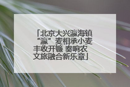 北京大兴瀛海镇“瀛”麦相承小麦丰收开镰 奏响农文旅融合新乐章