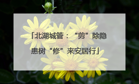 北湖城管：“剪”除隐患树“修”来安居行