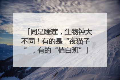 同是睡莲，生物钟大不同！有的是“夜猫子”，有的“值白班”