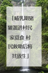 哺乳期猪獾溜进村民家觅食 村民救助后将其放生