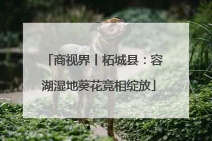 商视界丨柘城县：容湖湿地葵花竞相绽放