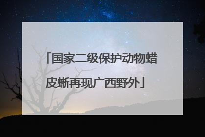 国家二级保护动物蜡皮蜥再现广西野外