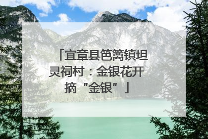 宜章县笆篱镇坦灵祠村：金银花开摘“金银”