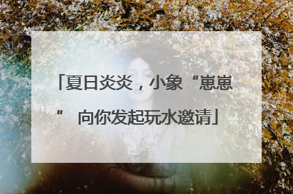 夏日炎炎，小象“崽崽” 向你发起玩水邀请