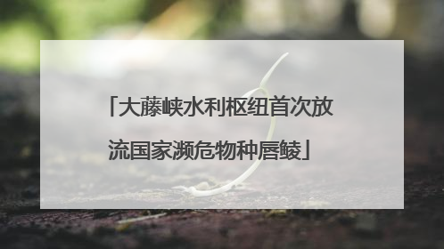 大藤峡水利枢纽首次放流国家濒危物种唇鲮