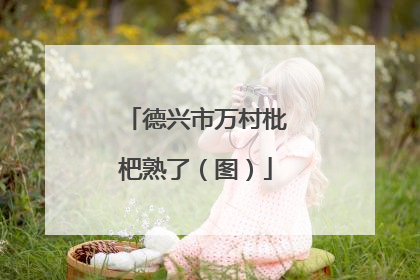 德兴市万村枇杷熟了（图）