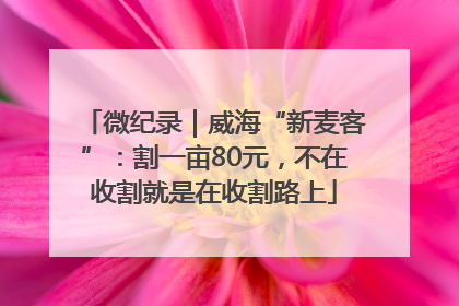 微纪录｜威海“新麦客”：割一亩80元，不在收割就是在收割路上