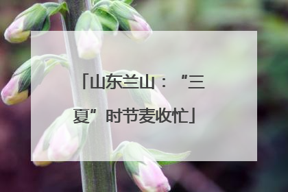 山东兰山：“三夏”时节麦收忙