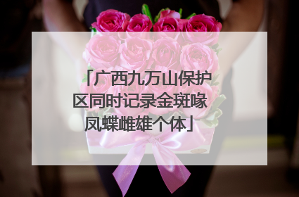 广西九万山保护区同时记录金斑喙凤蝶雌雄个体