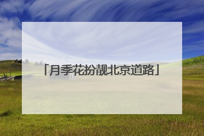 月季花扮靓北京道路