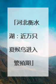河北衡水湖：近万只夏候鸟进入繁殖期