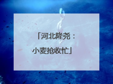 河北隆尧：小麦抢收忙