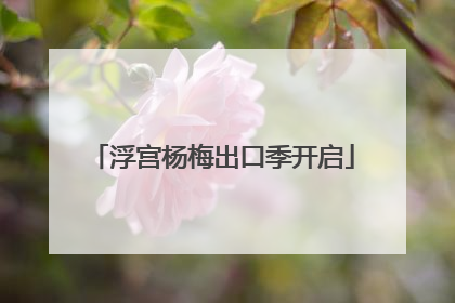 浮宫杨梅出口季开启