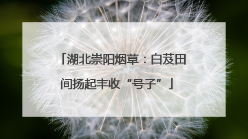 湖北崇阳烟草：白芨田间扬起丰收“号子”