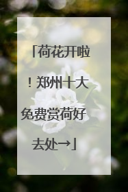 荷花开啦！郑州十大免费赏荷好去处→