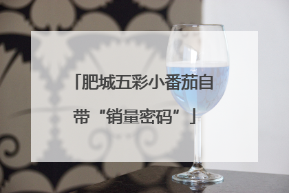 肥城五彩小番茄自带“销量密码”