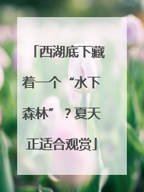 西湖底下藏着一个“水下森林”？夏天正适合观赏