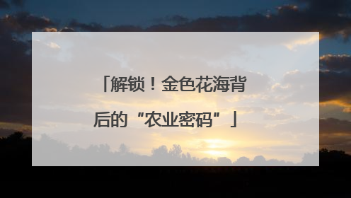 解锁！金色花海背后的“农业密码”