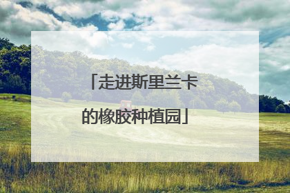 走进斯里兰卡的橡胶种植园