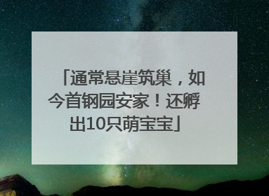 通常悬崖筑巢，如今首钢园安家！还孵出10只萌宝宝