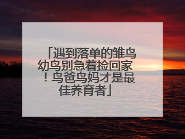 遇到落单的雏鸟幼鸟别急着捡回家！鸟爸鸟妈才是最佳养育者