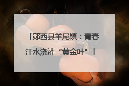 郧西县羊尾镇：青春汗水浇灌“黄金叶”