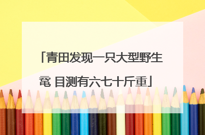 青田发现一只大型野生鼋 目测有六七十斤重