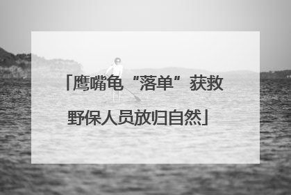 鹰嘴龟“落单”获救 野保人员放归自然