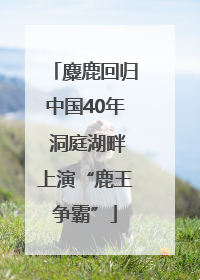 麋鹿回归中国40年 洞庭湖畔上演“鹿王争霸”