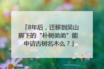 8年后，迁移到吴山脚下的“朴树弟弟”能申请古树名木么？